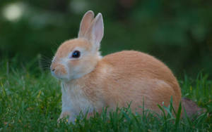 Preview Wallpaper Rabbit, Grass, Waiting Wallpaper