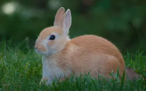 Preview Wallpaper Rabbit, Grass, Waiting Wallpaper