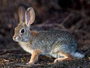 Preview Wallpaper Rabbit, Hare, Animal, Fluffy Wallpaper