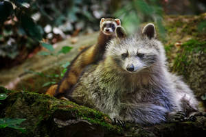 Preview Wallpaper Raccoon, Ferret, Friends, Animals Wallpaper