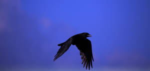 Preview Wallpaper Raven, Bird, Black, Fly, Sky Wallpaper