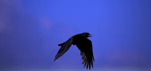 Preview Wallpaper Raven, Bird, Black, Fly, Sky Wallpaper
