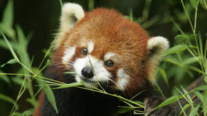 Preview Wallpaper Red Panda, Grass, Face, Animal Wallpaper