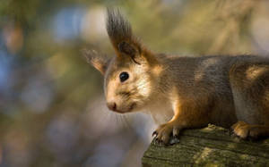 Preview Wallpaper Red, Squirrel, Ears, Funny Wallpaper