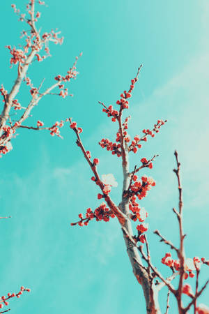 Preview Wallpaper Sakura, Branches, Flowers, Bloom, Sky Wallpaper