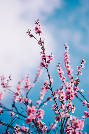 Preview Wallpaper Sakura, Flowers, Branches, Sky, Clouds, Spring Wallpaper