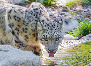 Preview Wallpaper Snow Leopard, Water, Drink Wallpaper