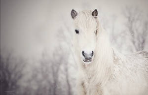 Preview Wallpaper Snowy, White, Horse, Snow Wallpaper