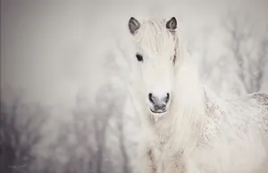 Preview Wallpaper Snowy, White, Horse, Snow Wallpaper