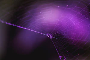Preview Wallpaper Spiderweb, Purple, Weaving Wallpaper