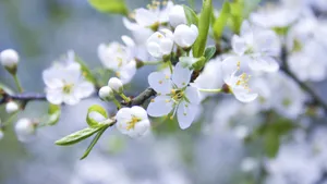 Preview Wallpaper Spring, Branch, Apple, Flowering Wallpaper