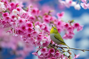 Preview Wallpaper Spring, Cherry, Branch, Flowers, Beauty, Japanese White-eye Wallpaper