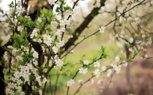 Preview Wallpaper Spring, Flowering, Cherry, Garden Wallpaper