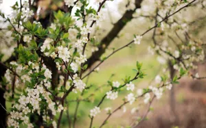 Preview Wallpaper Spring, Flowering, Cherry, Garden Wallpaper