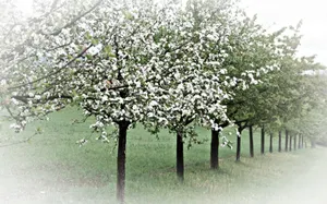 Preview Wallpaper Spring, Trees, Flowering, Apple-trees, Garden Wallpaper