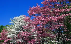 Preview Wallpaper Spring, Trees, Flowering, Pink, White, Flowers Wallpaper