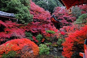Preview Wallpaper Temple, Autumn, Japan, Kyoto Wallpaper