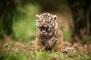Preview Wallpaper Tiger, Baby, Cry, Blur Wallpaper