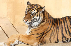 Preview Wallpaper Tiger, Down, Striped, Predator Wallpaper