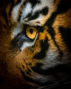 Preview Wallpaper Tiger, Eye, Macro Wallpaper