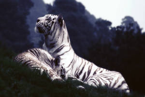 Preview Wallpaper Tigers, Dream, Grass Wallpaper