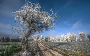 Preview Wallpaper Tree, Road, Hoarfrost, Gray Hair, Cold, Frost, November, Field, Grass, Sky, Blue, Freshness Wallpaper