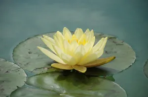 Preview Wallpaper Waterlily, Flower, Water Wallpaper