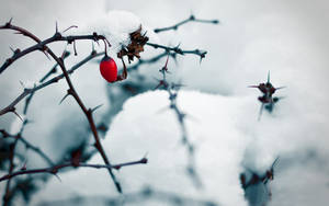 Preview Wallpaper Winter, Rose, Snow, White Wallpaper