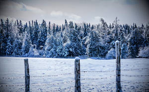 Preview Wallpaper Winter, Snow, Fence, Trees Wallpaper