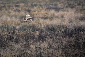 Prey: Thrilling Space Adventure Wallpaper