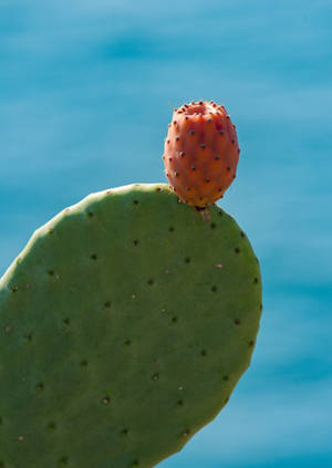 Prickly Pear Flower Opuntia Wallpaper