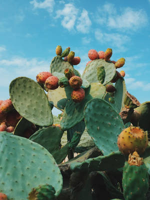 Prickly Pear Succulent Wallpaper