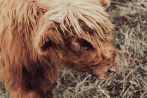 Profile Shot Of Cute Brown Cow Wallpaper