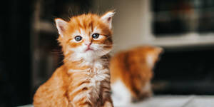 Proud Strutting Orange Kitten Wallpaper