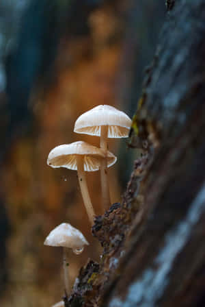 Psilocybe Fungus On Live Tree Wallpaper