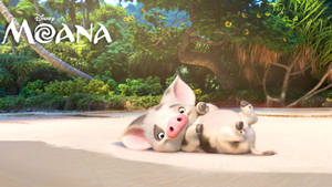 Pua The Pig Moana 4k Wallpaper