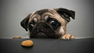 Pug Crazy For Treat Wallpaper
