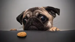 Pug Dog Animal Gazing At Dog Food Wallpaper