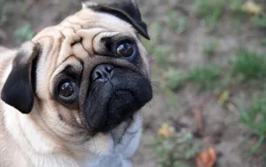 Pug Dog On The Ground Wallpaper