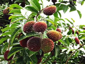 Pulasan Tree With Many Fruits Wallpaper