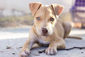 Puppy Dog Pitbull Wallpaper
