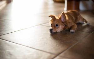 Puppy Lying On Floor Wallpaper