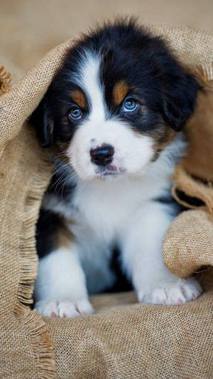 Puppy Under The Picnic Mat Wallpaper