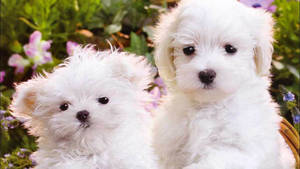 Pure White Puppies Wallpaper