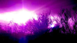 Purple Abstract Trees Blurry Wallpaper