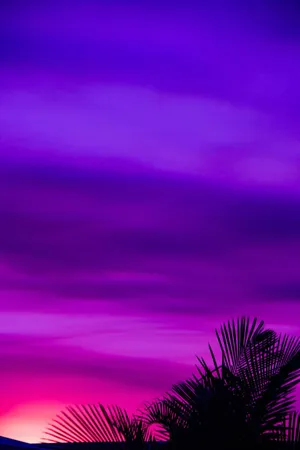 Purple And Pink Sunset With Palm Trees Wallpaper