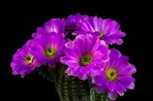 Purple Cactus Flower Wallpaper