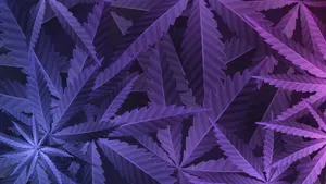 Purple Cannabis Leaf Wallpaper
