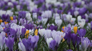 Purple Crocus Flower Field Wallpaper