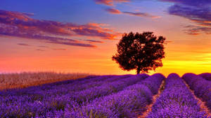 Purple Field In Full Desktop Screen Hd Wallpaper